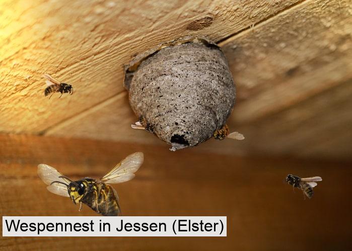 Wespennest in Jessen (Elster)